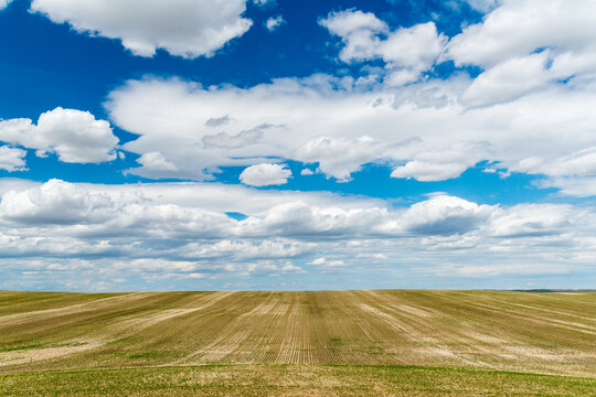 Canada, Saskatchewan, Shaunavon.  Recently harvested wheat field beside Hwy 13.
