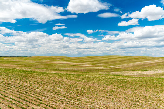 Canada, Saskatchewan, Shaunavon.  Recently harvested wheat field beside Hwy 13.
