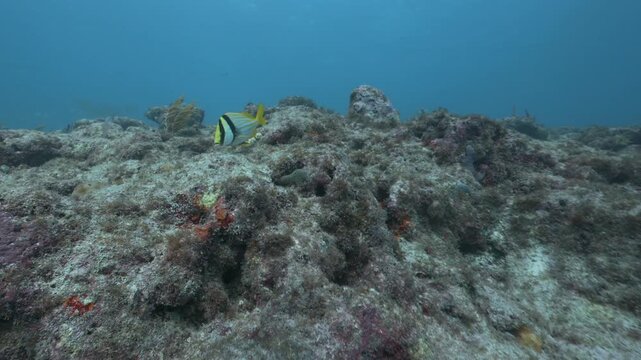 Porkfish Anisotremus virginicus swimming over a rocky coral reef