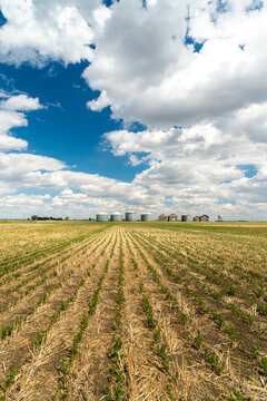 Canada, Saskatchewan, Regina.  A line of steel storage bins and equipment sheds along the horizon in the great plains of the Canadian prairies.