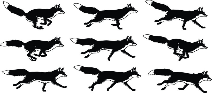 Running fox animation sequence sprite sheet, hand drawn black and white vector illustration set, isolated animal motion cycle collection on white