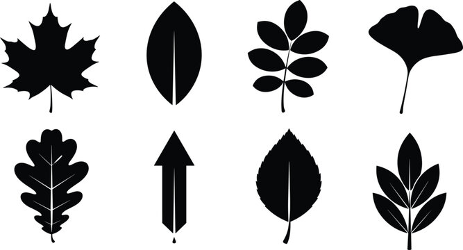 Set of Autumn Leaf Silhouette Icons, Maple Oak and Ginkgo Vector Illustrations, Botanical Tree Foliage Shapes for Nature Branding Designs,