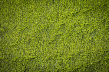 Gros plan sur des algues vertes poussant sur un rocher, pouvant servir d'arrière-plan et de texture