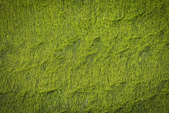 Gros plan sur des algues vertes poussant sur un rocher, pouvant servir d'arri&egrave;re-plan et de texture