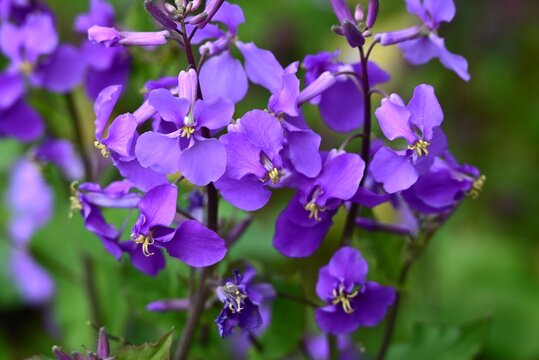 Chinese violet cress (Orychophrgmus violaceus) flowers. Brassicaceae  annual. It produces pale purple flowers in racemes in spring.