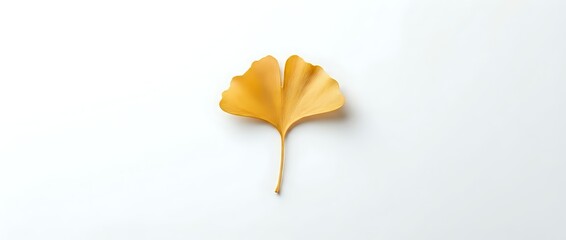 Naklejka premium Single golden yellow ginkgo leaf isolated on white background for autumn seasonal design projects and natural botanical artwork.