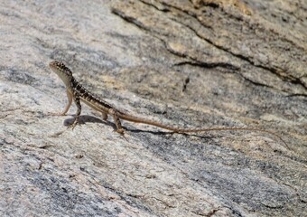 Lagartixa © Claudia