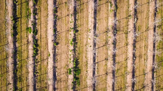 Overhead tracking shot over walnut tree rows in winter dormancy with irrigation system and rhythmic shadows.