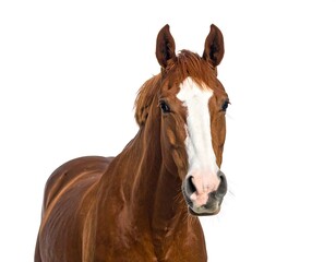 Obraz premium Chestnut horse, white blaze, head and shoulders on a pure white background