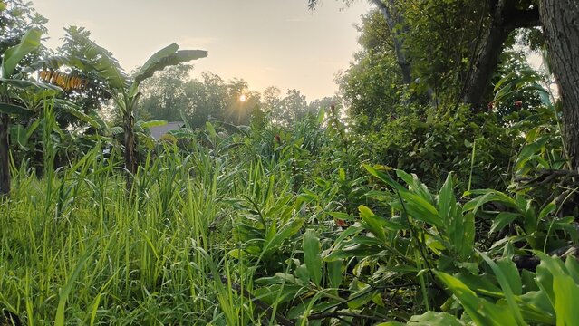 Beautiful sunrise shining through the trees in a lush overgrown tropical garden with tall green grass