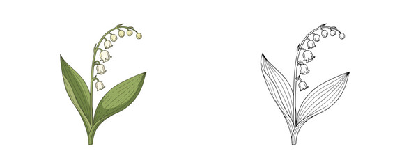 Lily of the valley flower illustration in flat cartoon and linear styles green and white colors floral botanical element for spring garden and nature decoration on white background © Dzianis