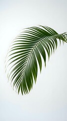 Fototapeta premium Single green palm leaf with elegant curved fronds against clean white background, isolated tropical foliage for modern interior design and botanical decor.
