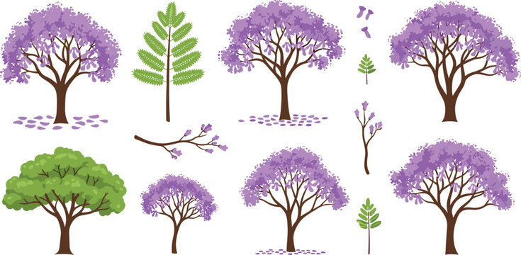 Flat vector illustration set of purple jacaranda trees with blooming flowers green leaves and branches isolated on white background for nature landscape design.