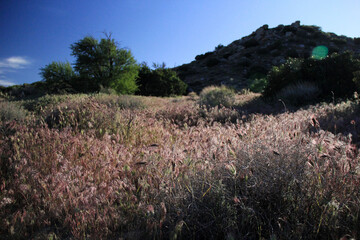 Tall Grass of Purple Reeds