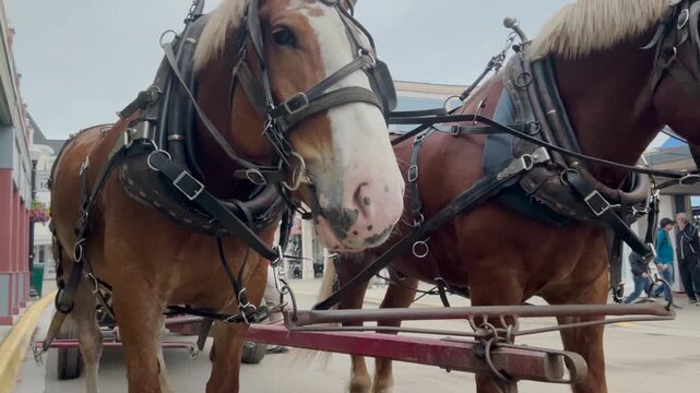 Close-Up of Working Draft Horses in Leather Harness. A pair of chestnut draft horses stand in their leather harnesses and blinkers on Main Street, representing the iconic non-motorized transportation 