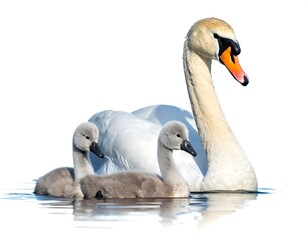 Obraz premium Elegant swan with two cygnets swimming in clear water, isolated against a clean white background