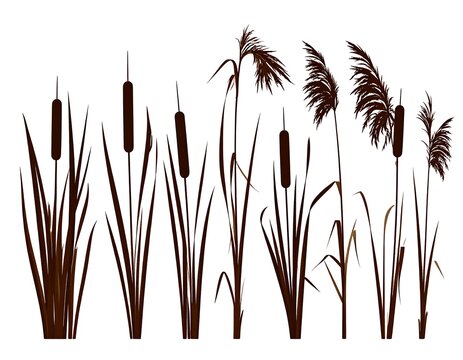 Silhouette illustration featuring multiple marsh plants of varied heights, stalks and leaves against a pure white backdrop
