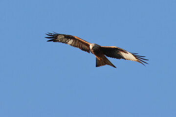 Fototapeta premium Red Kite Flying - 241D0309