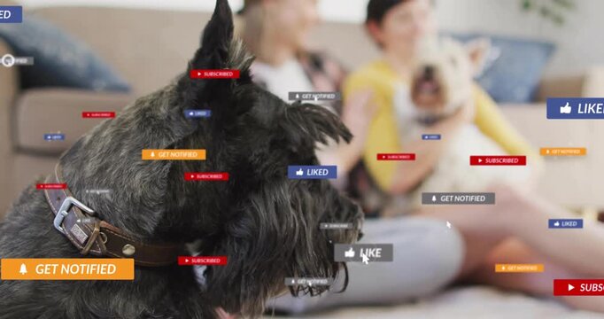 Two women tapping phone sending badges around terrier, later receding as couch clears for marketing