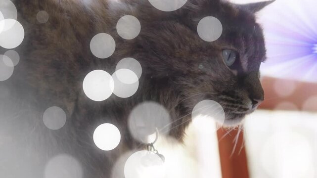 Vertical video: Gray longhair cat gazing right as drifting bokeh hiding bells for pet creators