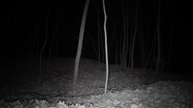 Ein Wolf in der Nacht auf Nahrungssuche w&auml;hrend der Zeit des Fellwechsels 