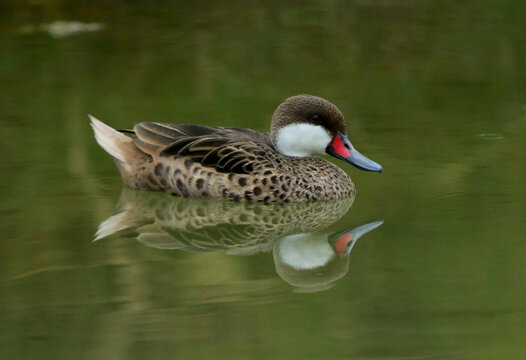 A White-cheeked Pintail (Anas bahamensis) swimming in a pond in the Dominican Republic.