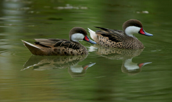 A pair of White-cheeked Pintail (Anas bahamensis) swimming in a pond in the Dominican Republic.