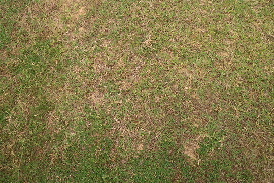 Close-up overhead view of a patchy, dry, and somewhat brown lawn with visible dead grass mixed with green blades, suggesting a need for care or watering