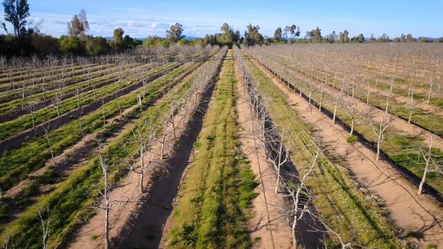 Aerial trucking shot over perpendicular walnut tree rows in winter with clear blue sky.