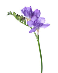 Beautiful blue freesia flower isolated on white