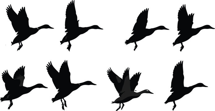 Flying Mallard Duck Silhouette Set, Waterfowl Bird Vector Graphics for Hunting Logos, Wildlife Nature Design Elements, Migrating Ducks in Flight Icons