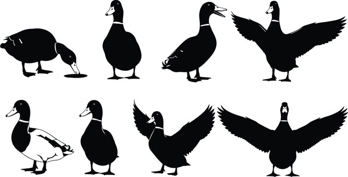 Silhouettes of ducks and mallards in various poses including swimming standing and flying with wings spread isolated on white background