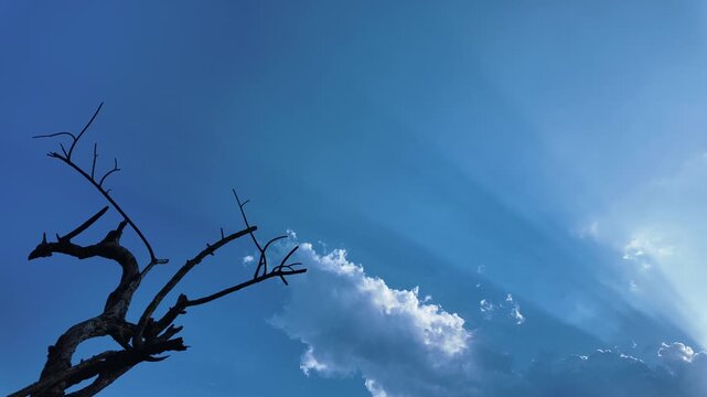 tree in the sky