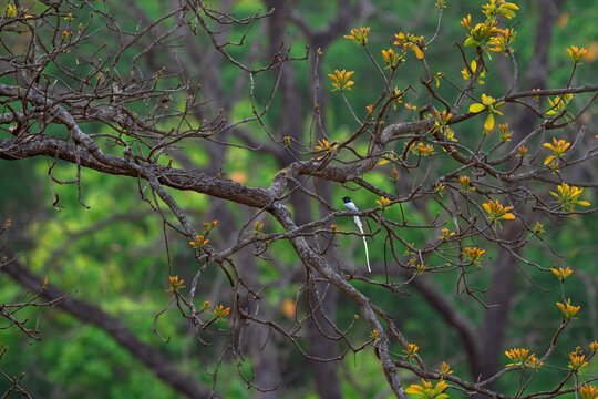 An Indian paradise flycatcher rests quietly on a tree branch surrounded by young leaves. The background shows a lush green forest with blurred trees under daylight at Dudhwa National Park
