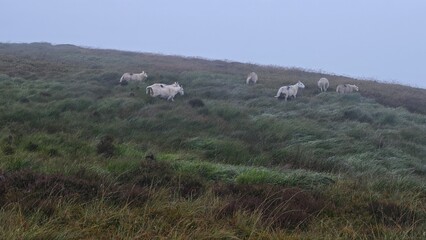 sheep in the mountains