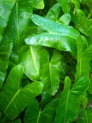  Philodendron is a genus of plants from the Araceae family, whic has many species. The name  from Greek, namely from the words philo and dendron. © Super