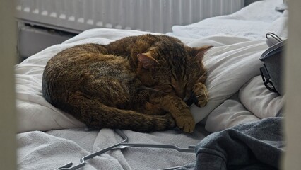 cat sleeping on the bed © Dokko