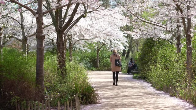 Branches de cerisier en fleurs au printemps &agrave; Paris
Vid&eacute;o po&eacute;tique de branches de cerisier couvertes de fleurs roses au printemps, film&eacute;es en l&eacute;g&egrave;re contre-plong&eacute;e avec une profondeur de champ douce e