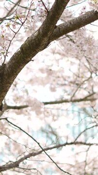 Branches de cerisier en fleurs au printemps &agrave; Paris
Vid&eacute;o po&eacute;tique de branches de cerisier couvertes de fleurs roses au printemps, film&eacute;es en l&eacute;g&egrave;re contre-plong&eacute;e avec une profondeur de champ douce e