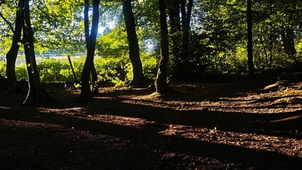 morning in the forest