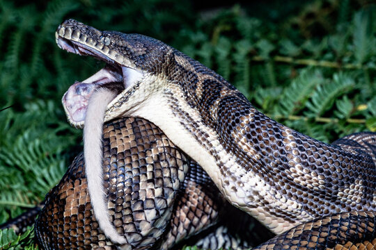 Australian Coastal Carpet Python feeding on a Ring-tailed Possum