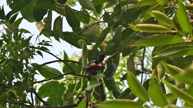 Syzygium cumini fruits in the tree.  Its common names
Malabar plum, Java plum, black plum, jamun, Indian jamun and jambolan. This fruit has anti diabetic properties. 

