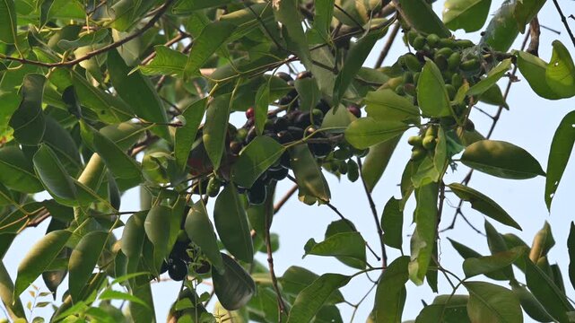 Syzygium cumini fruits in the tree.  Its common names
Malabar plum, Java plum, black plum, jamun, Indian jamun and jambolan. This fruit has anti diabetic properties. 
