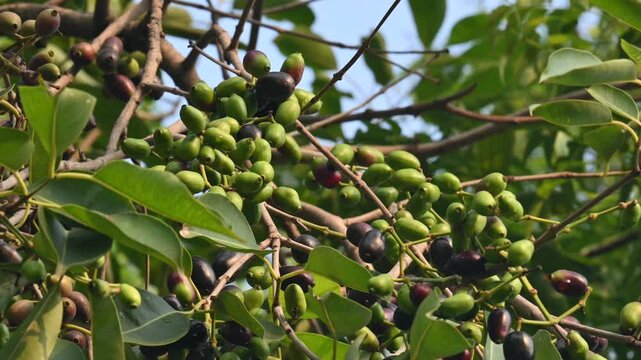 Syzygium cumini fruits in the tree.  Its common names
Malabar plum, Java plum, black plum, jamun, Indian jamun and jambolan. This fruit has anti diabetic properties. 
