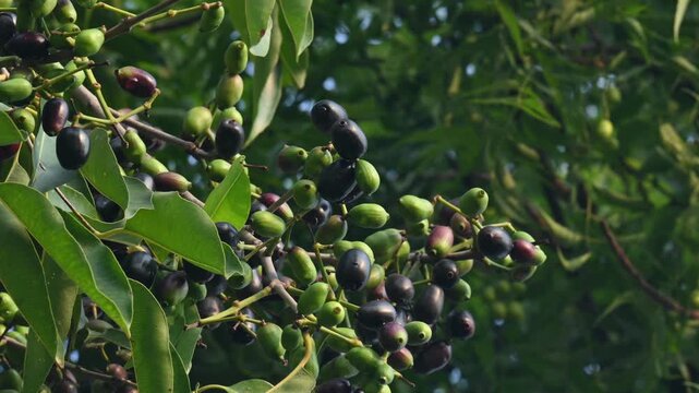 Syzygium cumini fruits in the tree.  Its common names
Malabar plum, Java plum, black plum, jamun, Indian jamun and jambolan. This fruit has anti diabetic properties. 
