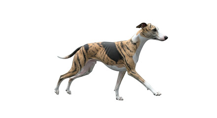 Whippet dog with brindle coat walking on a white background