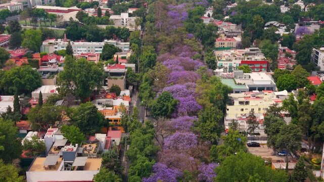 Drone footage of jacaranda season in Mexico City urban landscape