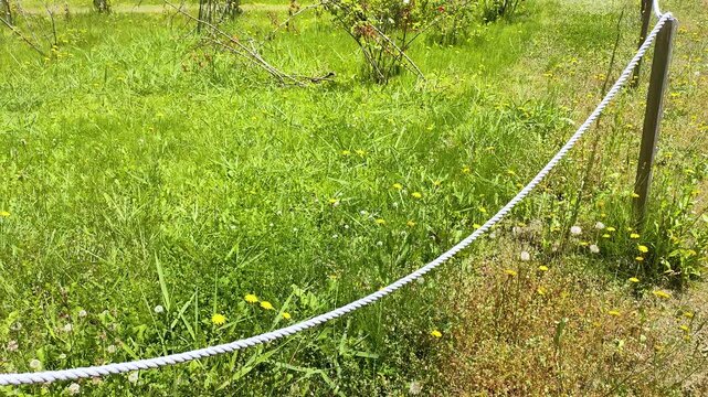 空き地に張られた境界のロープと生い茂る雑草