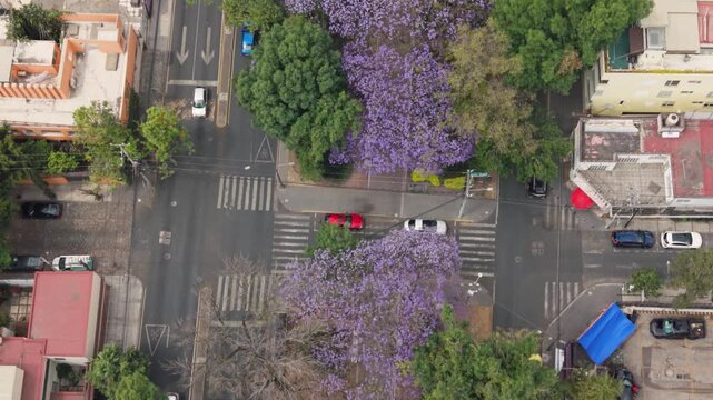 Panoramic drone capture of purple jacaranda trees in spring