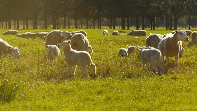 Sunset over a field with rearing East Friesian (Milchschaf) sheep.